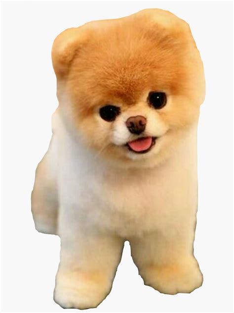 Cute Boo Puppy Sticker For Sale By Vitalia Redbubble