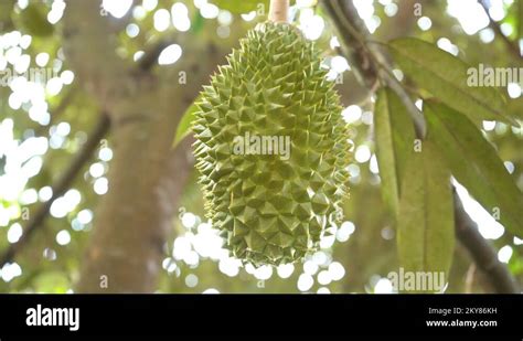 Durian Farm Musang King In Focus Stock Video Footage Alamy