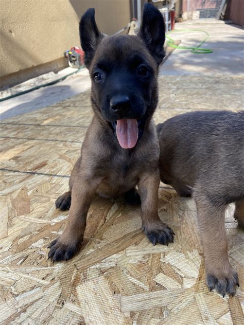 With their breeder, waiting for you! Belgian Shepherd Dog (Malinois) Puppies For Sale | Pharr ...