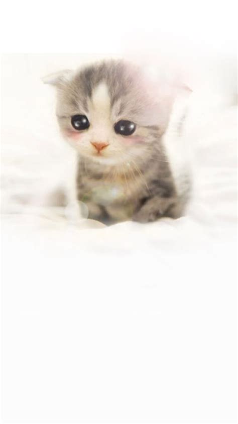 Cute Scottish Fold Iphone 6 6 Plus And Iphone 54 Wallpapers