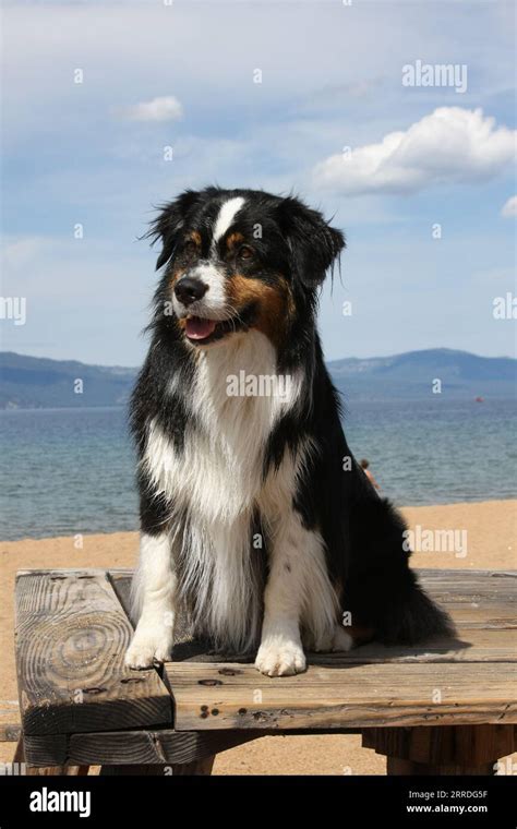 Australian Shepherd Sitting On Old Wood Table On The Beach At Lake