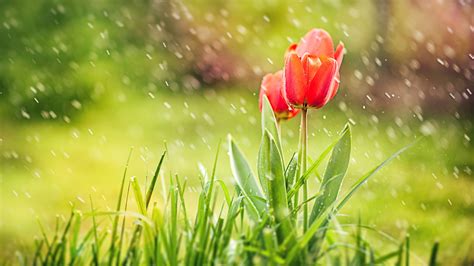 Red Tulip Rain Wallpapers Hd Wallpapers Id 14543