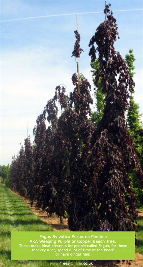 Buy Weeping Purple Or Copper Beech Tree Online Free Uk Delivery Free