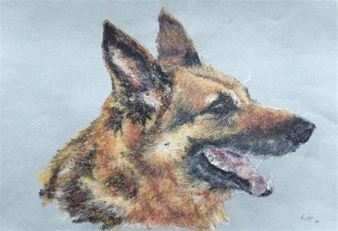 Pet Portrait Of German Shepherd Dog Oil Pastels Kelly Goss Art