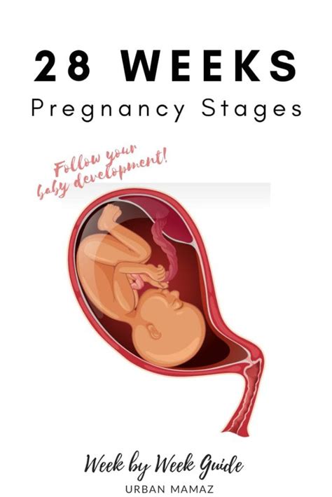 28 Weeks Pregnant Pregnancy Week By Week Pregnancy Guide 28 Weeks Pregnant