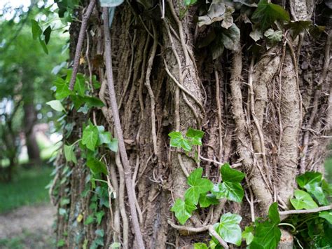 This Man Documented 5000 Trees Being Killed By Vines In Takoma Park Npr