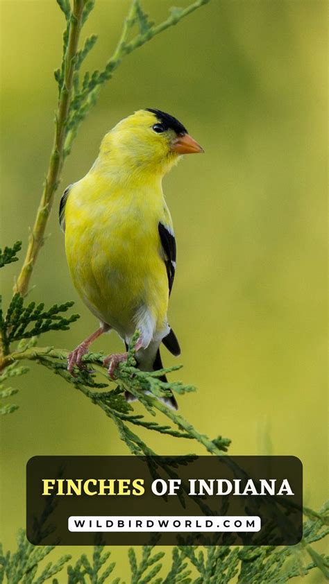 Finches Of Indiana