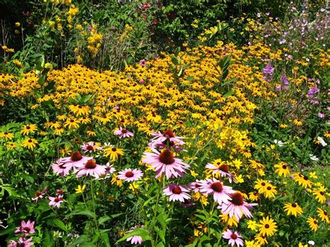 How To Plant Wildflowers In Backyard