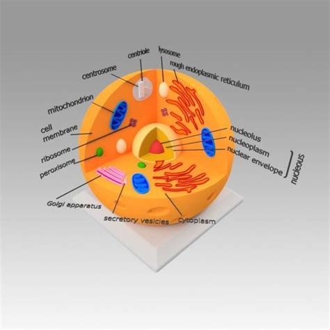 How To Make An Amazing 3d Model Of An Animal Cell Bio