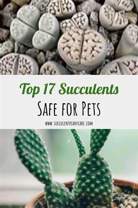 Top 17 Succulents That Are Safe For Cats Dogs And Pets Succulent