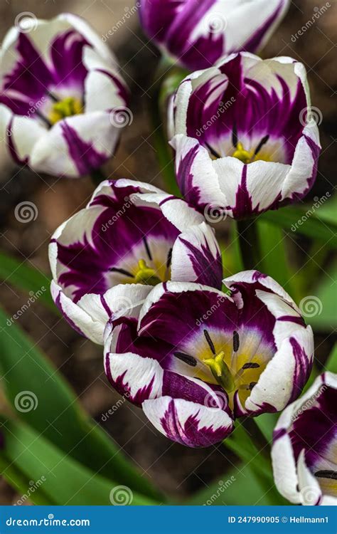 Tulipanes Con Flores Moradas Y Blancas Imagen De Archivo Imagen De