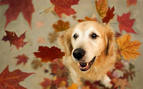 Dog Leaves Autumn Hd Desktop Wallpapers 4k Hd