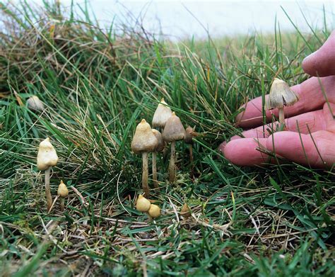 Magic Mushrooms 3 Photograph By Martin Bondscience Photo Library