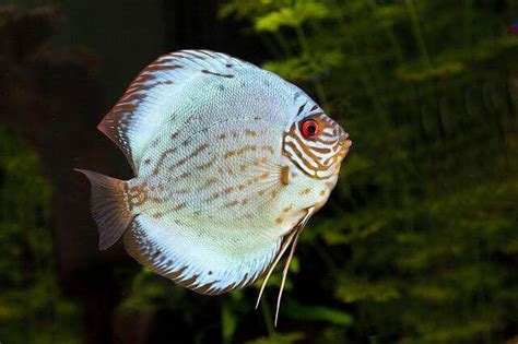 Why Are Discus So Expensive 8 Honest Reasons Why
