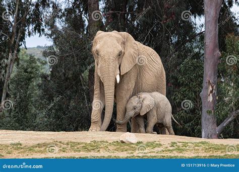 African Elephants Kind Loving Tender Relationship Mother And Child