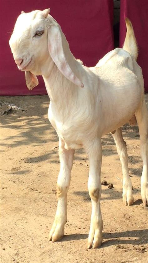 Both Sirohi Goats Rs 250 Kilogram Hemraj Goats Farmhouse Id 18178010955