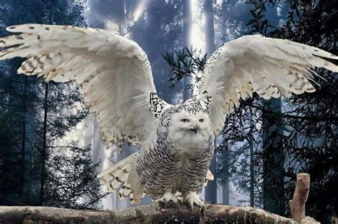 Free Download Majestic Owl Bird Snow Animal Hd Wallpaper