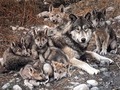 wolves | The Family Picture of Wolves, animals, dogs, gray wolf, nature