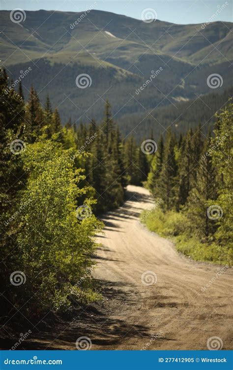 Vertical Shot Of A Dirt Road Between Green Tall Trees And A Forested