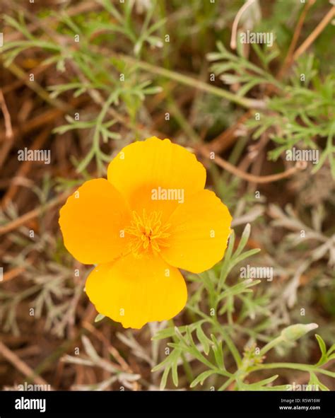 Gorgeous Orange Golden Four Petal Flower Close Up Stock Photo Alamy