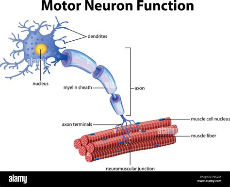 Un Vector De La Función De Las Neuronas Motoras Ilustración Imagen