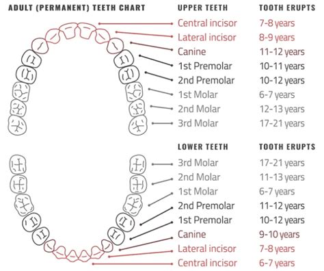 How Many Teeth Do Adults Have Toothfeed