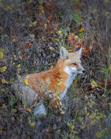 Vertical Shot Of A Sierra Nevada Red Fox In A Forest Stock Photo