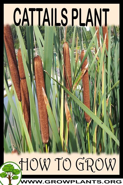 Cattails How To Grow And Care