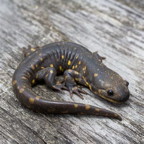 List Of Salamander Species In Arizona Id Pics Pond Informer