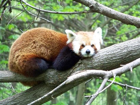 Red Panda Sadie Hart Flickr