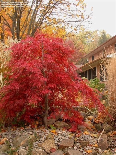 Plantfiles Pictures Cutleaf Japanese Maple Threadleaf