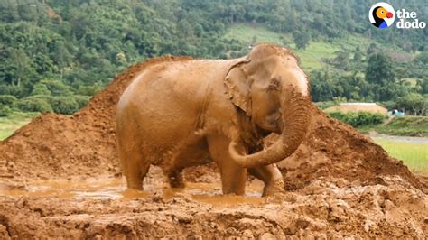 Senior Elephants Rescued After 8 Decades Of Giving Rides The Dodo