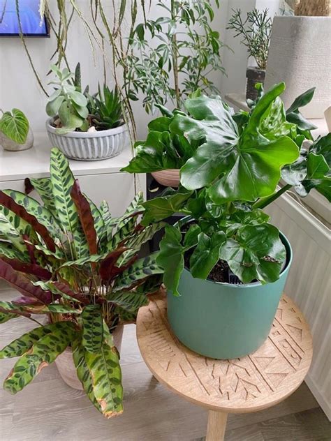 Scopri quali sono le piante da appartamento con. Piante da appartamento rare - Foto | Foto 1 | LivingCorriere