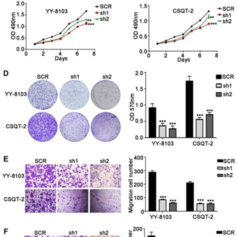 net1 knockdown inhibits hcc cell proliferation migration and invasion download scientific