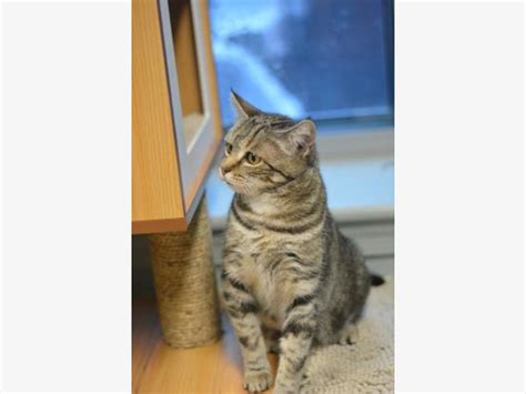 Coconut Cat Of The Week At The Humane Society Of Harford County