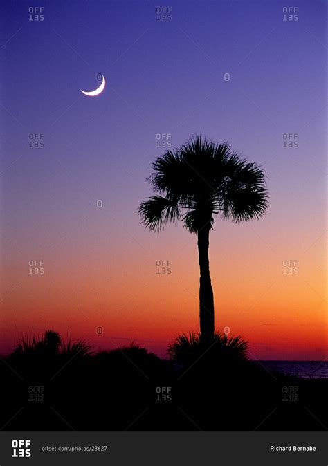 Palmetto And Crescent Moon Edisto Island South Carolina Stock Photo
