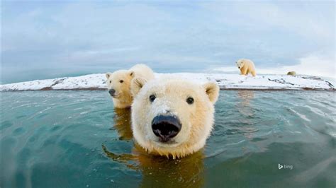 Alaska Polar Bear Bing Desktop Wallpaper Wallpapers View
