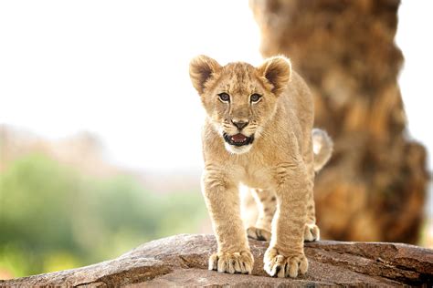 Dixie Female Lion Cub San Diego Zoo Safari Park I Believe Flickr