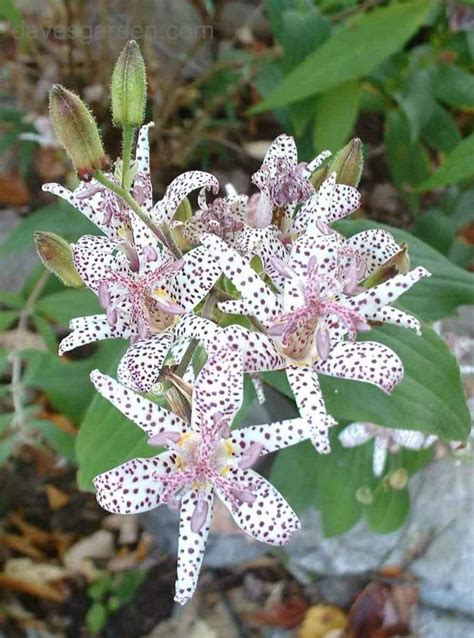 Plantfiles Pictures Tricyrtis Species Hairy Toad Lily Japanese Toad