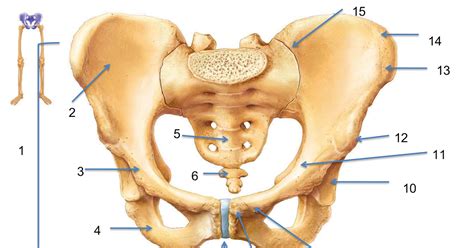 Interactive video showing normal female pelvic anatomy as seen by laparoscopy. Twinlala: Symphysis Pubis Dysfunction...