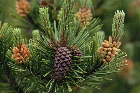 13 Most Common North American Pine Species