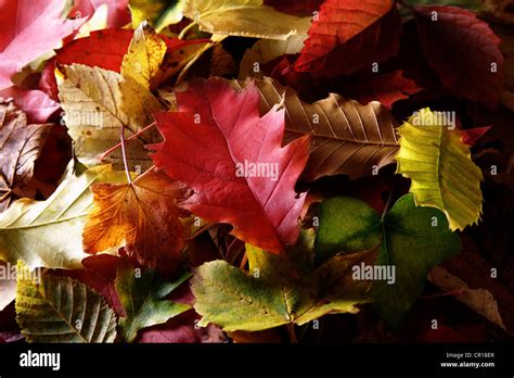 Autumn Coloured Leaves Of Various Deciduous Trees Stock Photo Alamy