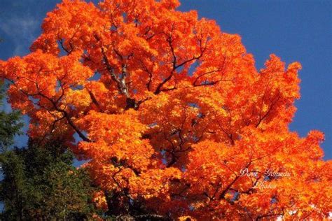 Stunning Red Maple Autumn Landscape Photo Fall Foliage Download Fiery