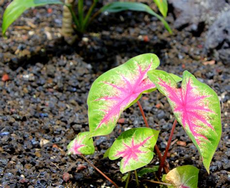 Maybe you would like to learn more about one of these? Using FSN Pictures To Identify Houseplants or Tropical Plants