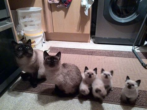 New classified £550 each for sale. Traditional Siamese kittens for sale | Pontypridd, Rhondda ...