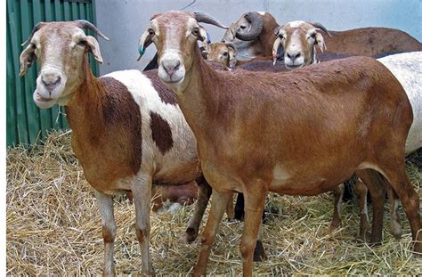 Harga kambing tipe a dengan berat sekitar 25 kg, dibanderol dengan harga rp 2.500.000. Harga Kambing Lembu Aqiqah Korban dan Bekalan Daging Lembu ...