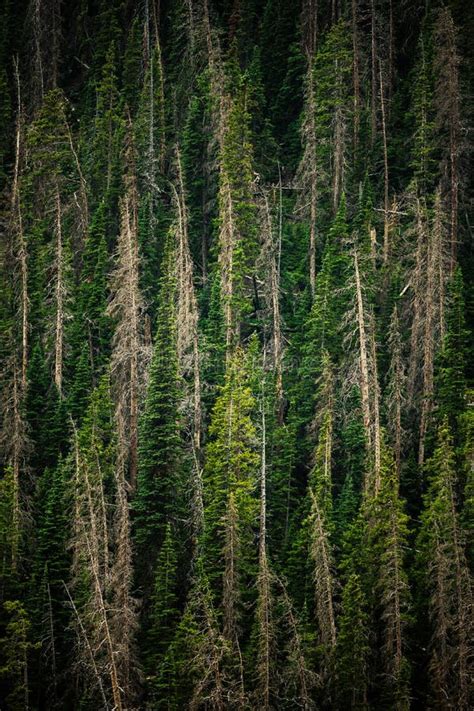 Dying Pine Trees Stand Among The Green Of New Growth Stock Photo