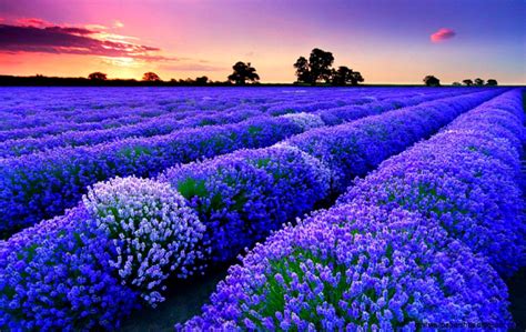 Blue Flowers Field Best Wallpaper Hd