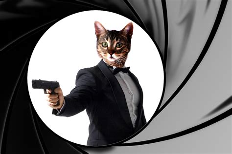 That Time The Cia Tried To Train Cats To Be Spies
