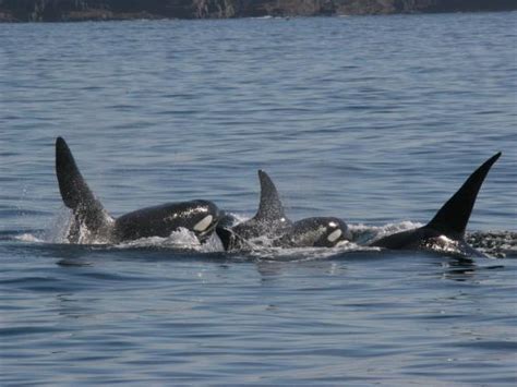 Understanding The Uks Last Killer Whales The Independent